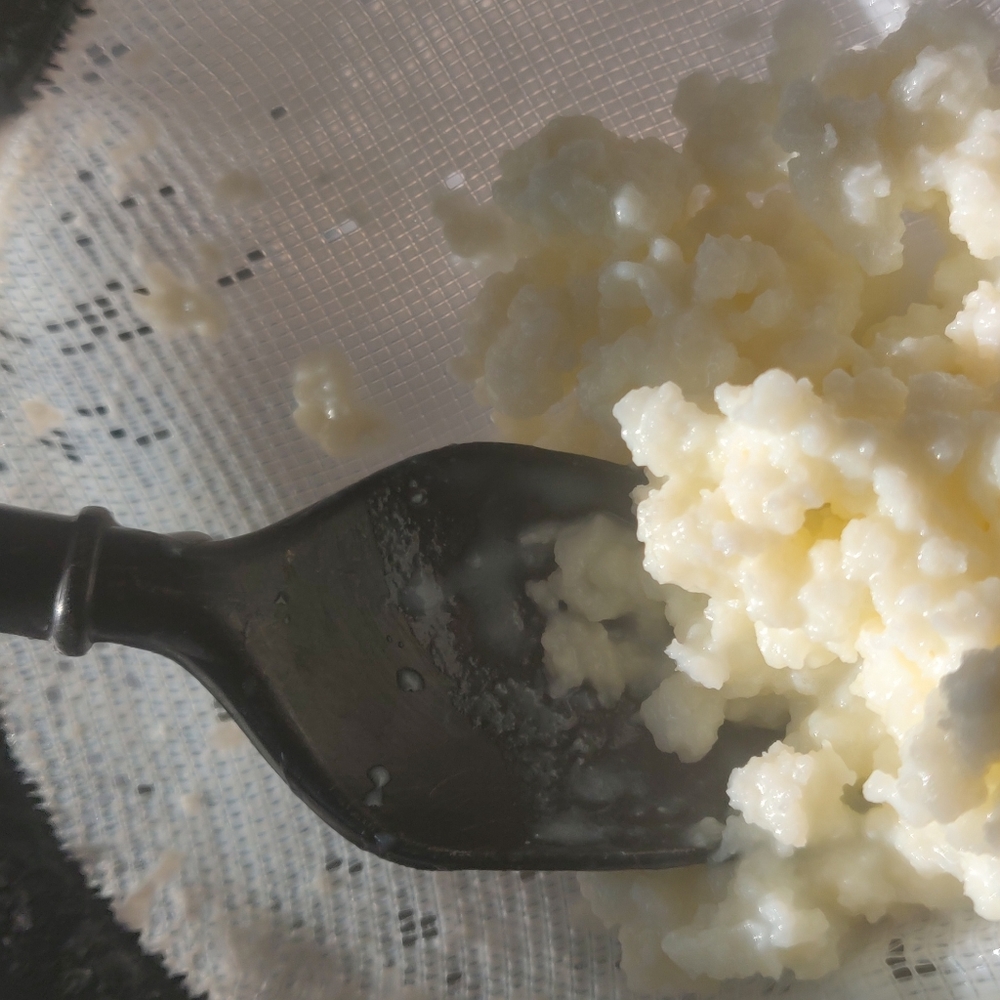 Kefir grains